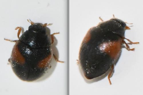Réf. 357 123 : Scymnus interruptus